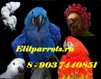 Попугаи -  ручные птенцы  из питомников Европы, США, Австралии.Документы CITES, Not_specified