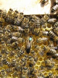 Пчелиные плодные матки молодые (меченые) карпатка.Доставка по Всей Украине, Not_specified
