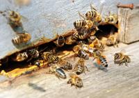 Пчелиные плодные матки молодые (меченые) карпатка.Доставка по Всей Украине, Not_specified