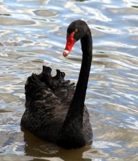 Продам домашний черный лебедь собственного разведения, Not_specified