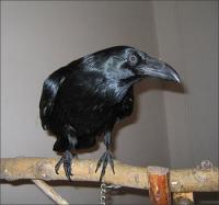 ручной домашний птенец Большой черный ворон Corvus corax, Not_specified