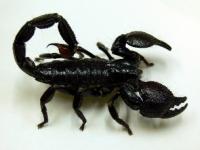 Ручной императорский скорпион – самый безопасный и красивый скорпион, Not_specified