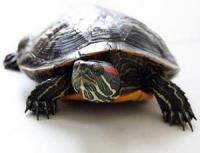 Красноухая черепаха – ручные водные черепахи, Not_specified
