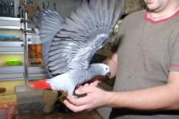 Ручные птенцы выкормыши серый африканский попугай, Not_specified