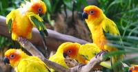 Продам ручных попугаев солнечный аратинга, выкормыши для разговора, Not_specified
