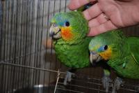 Продам ручного попугая венесуэльский амазон птенцы выкормыши, Not_specified