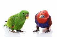 Продам попугая эклектус ручные птенцы, Not_specified