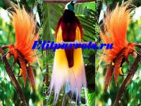 Большая райская птица (Paradisea) из питомников Индонезии,Австралии, Not_specified
