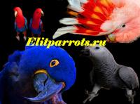 Попугаи -  ручные птенцы  из питомников Европы, США, Австралии.Документы CITES, Not_specified