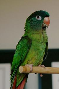 Ручной попугай аратинга острохвостый для обучения разговору, Not_specified