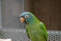 Продам ручного попугая Aratinga acuticaudata acuticaudata, Not_specified