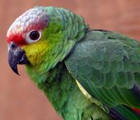 Ручной говорящий попугай Амазон Red-lored Amazon, Not_specified