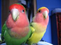 Продам двух попугаев неразлучники с клеткой, Not_specified