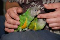 Сенегальский попугай - ручные сенегалы первый выводок 2014 года, Not_specified