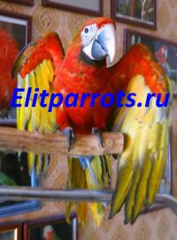 Гибрид попугаев ара Tropicana - птенцы из питомников Европы, Not_specified