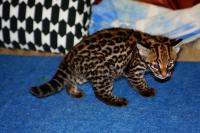 Продам котенка Оцелота (лат. Leopardus pardalis), Not_specified