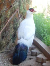 Ушастые фазаны ( синие, белые), Not_specified