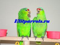 Попугаи амазоны - ручные птенцы из питомников Европы, Not_specified