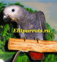 Попугаи жако - ручные птенцы из питомников Европы, Not_specified