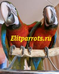 Гибриды попугаев ара - ручные птенцы из питомников Европы, Not_specified