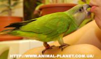 Сенегальский попугай – птенцы выкормыши, Not_specified
