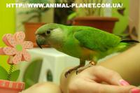 Сенегальский попугай – птенцы выкормыши, Not_specified