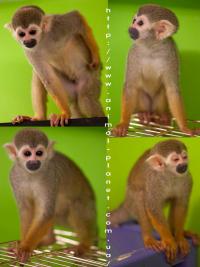Саймири- карликовая домашняя обезьянка, Not_specified