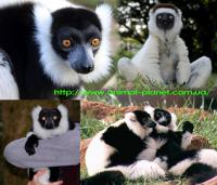Домашние обезьяны : зеленая мартышка, макака резус, бабуин, и другие мартышки, Not_specified