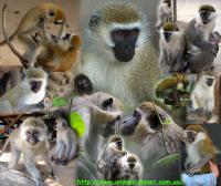 Домашние обезьяны : зеленая мартышка, макака резус, бабуин, и другие мартышки, Not_specified