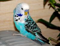 Волнистый попугай Выставочный Чех – ручные птенцы, Not_specified