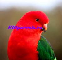 Королевский попугай - абсолютно ручные птенцы, Not_specified