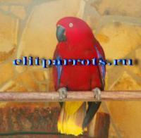 Редкие подвиды благородного попугая - птенцы, Not_specified
