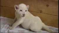 Cheetah Cubs & Lion Cubs & Tiger Cubs Available, Not_specified