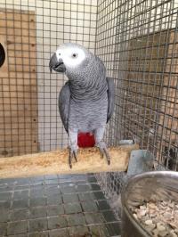 Healthy Parrots and  Fertile Parrot Eggs For Sale, Not_specified