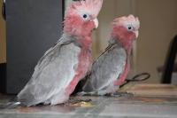 We Are Specialized In The Breeding Of Birds Parrots And We Sell Very Fertile Candle Lit Eg, Not_specified
