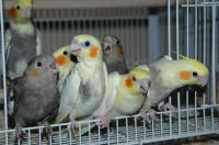 Healthy Tamed Parrots and eggs for sale, Not_specified