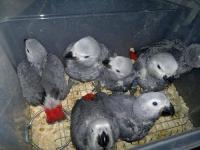 Healthy Tamed Parrots and eggs for sale, Not_specified