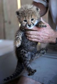 Healthy Cheetah Cubs & Lion Cubs & Tiger Cubs Available, Not_specified