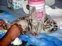 Healthy Cheetah Cubs & Lion Cubs & Tiger Cubs Available, Not_specified