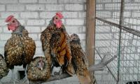Куры, цыплята, инкубационное яйцо, Not_specified