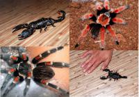 Императоский скорпион и  пауки Птицееды (разные виды), Not_specified