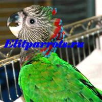 Веерный попугай- птенцы 4 мес, Not_specified