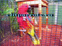 Редкие подвиды благородного попугая - птенцы, Not_specified