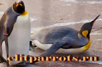 Пингвины из питомников, Not_specified