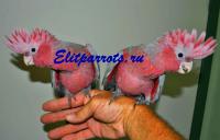 Питомник Элитпопугай - птенцы попугаев и другие экзотические птицы, Not_specified