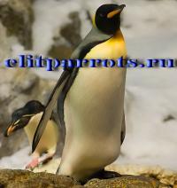 Пингвины из питомников, Not_specified