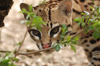 Ocelot , Caracal and Serval Kittens for sale, Not_specified