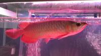 Asian Red, Super Red Arowana for sale and Others in Stock (760) 585-7652, Not_specified