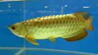 24k Golden Arowana Fish For Sale and Many Others (760) 585-7652, Not_specified