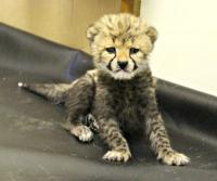CUTE CHEETAH CUBS AVAILABLE, Not_specified